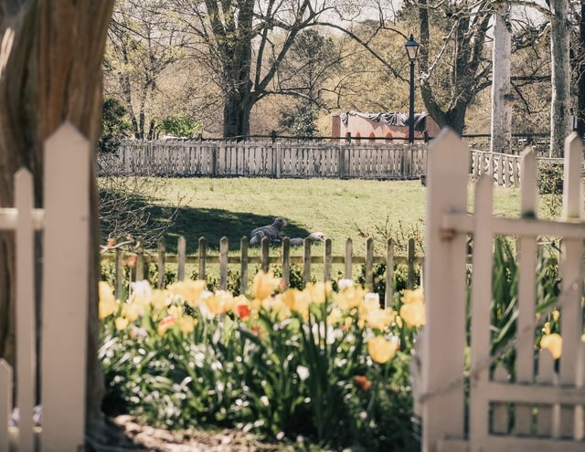 garden in Colonial Williamsburg where Daphne Reznik moved to be Free At 50