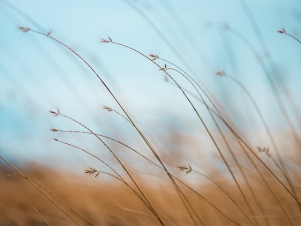 grass blowing in the breeze