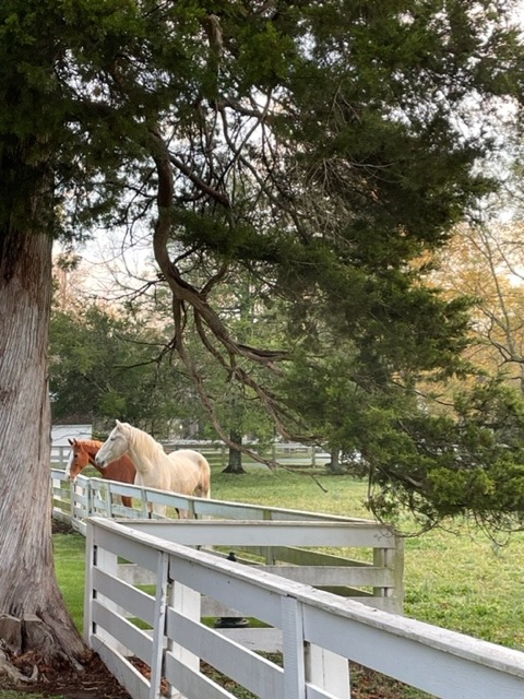 horses of Colonial Williamsburg have a calming effect