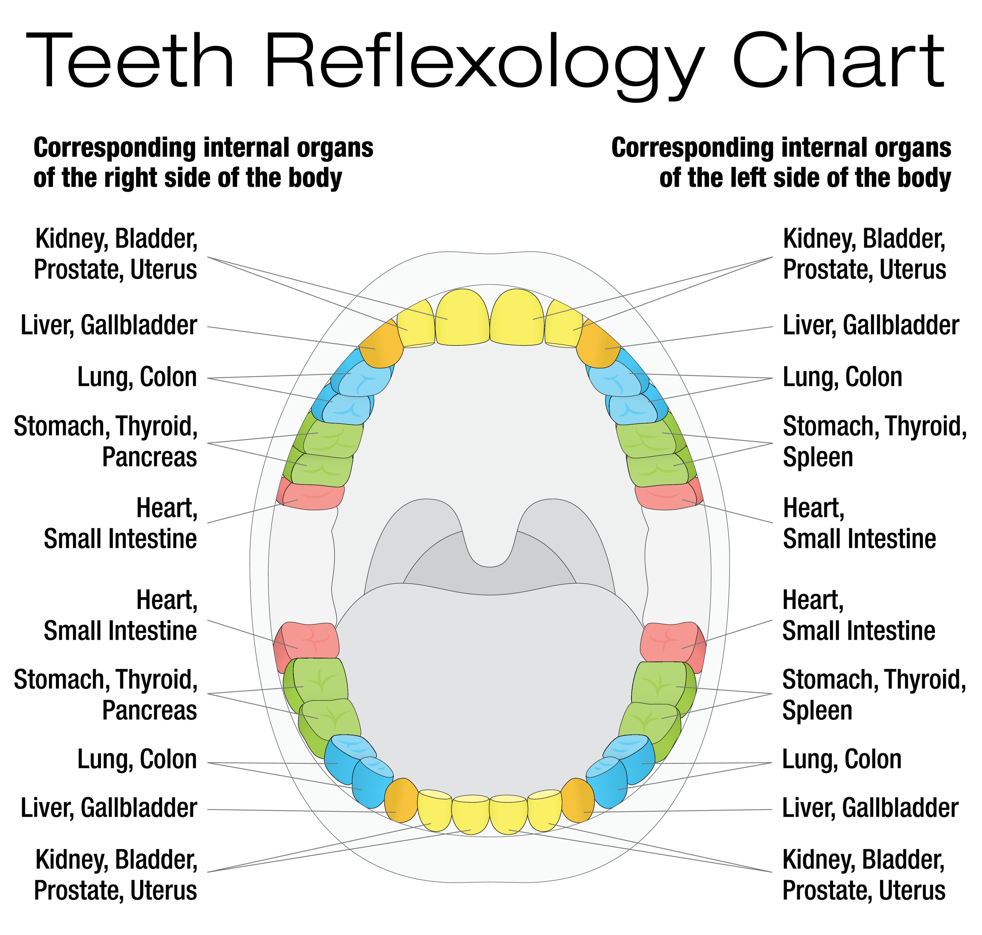 Dental Meridian Chart