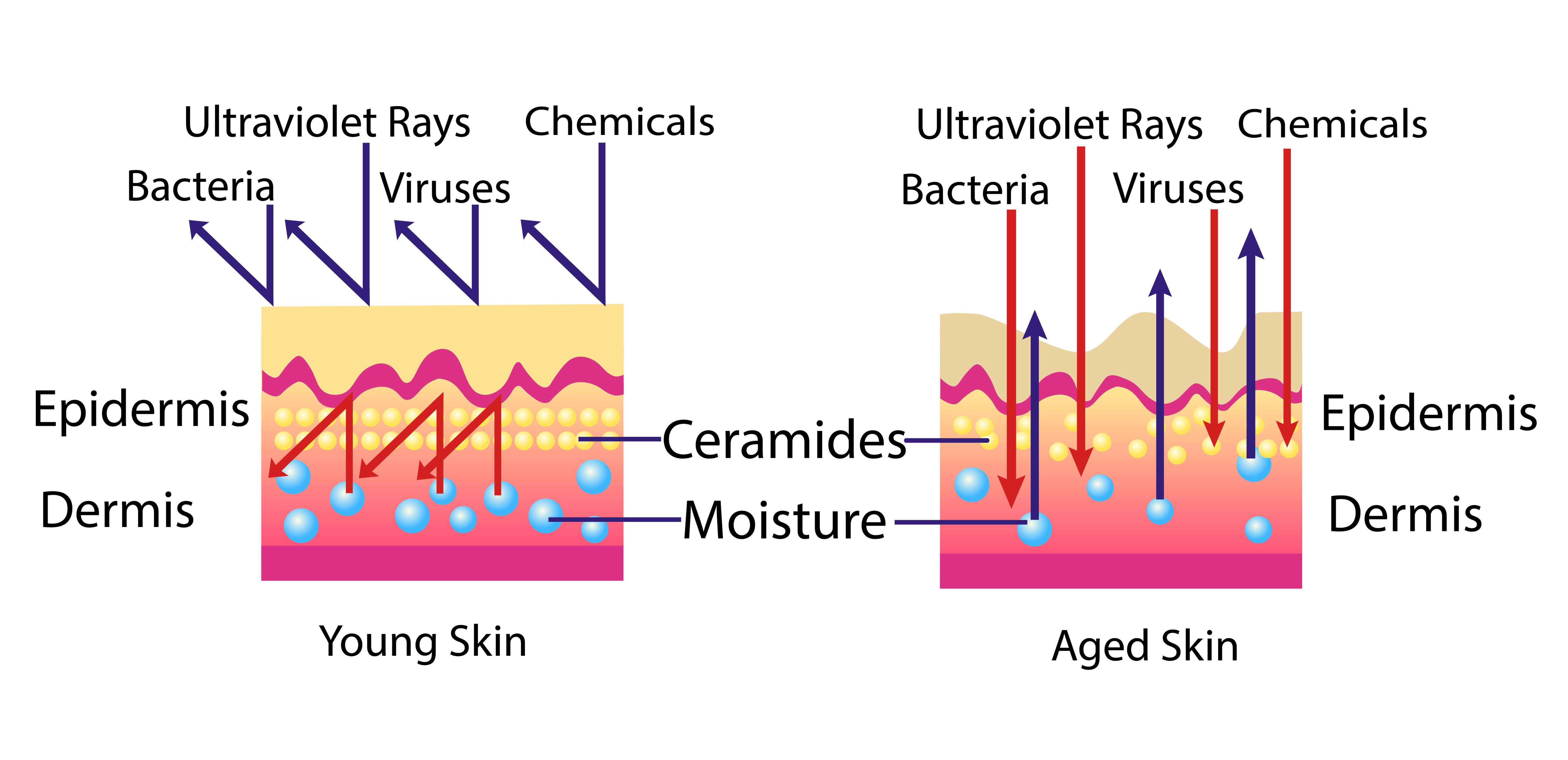 Phytoceramides in skin barrier function and anti-aging