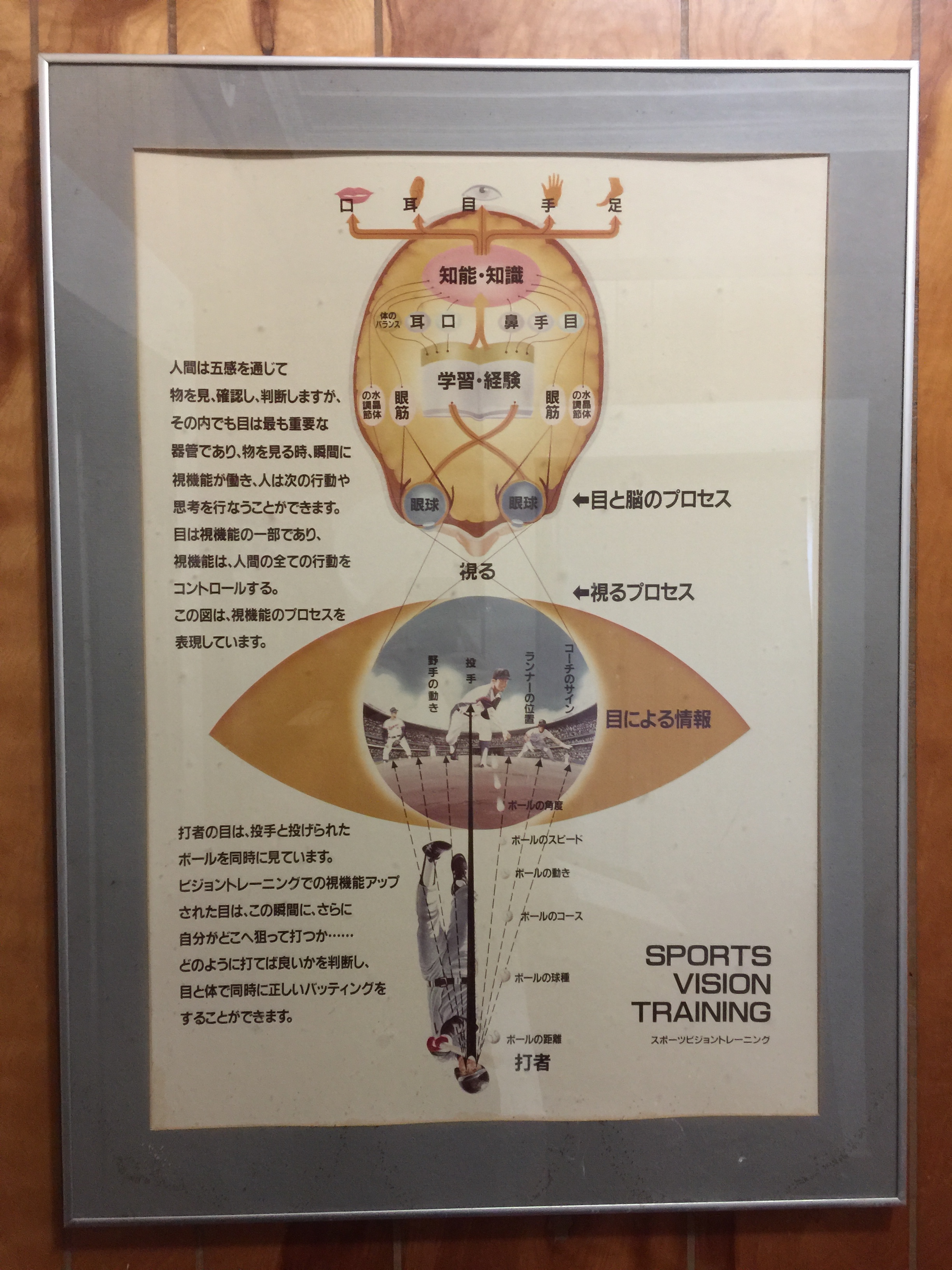 Sports Vision Training Poster - Optometric Center of Tokyo