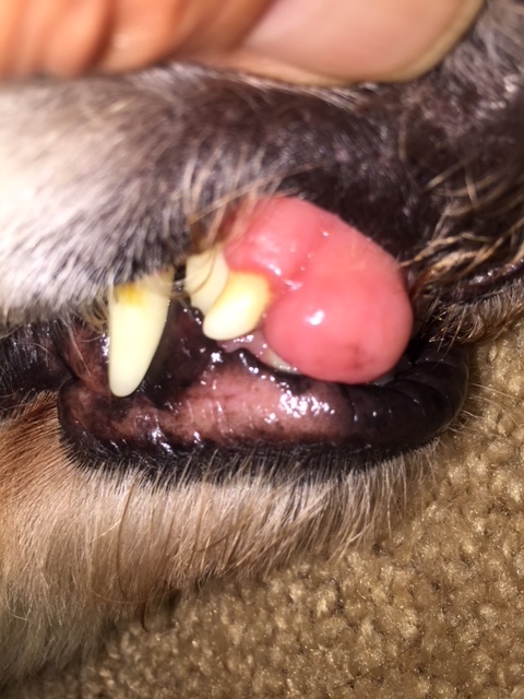 Miah's tumor - canine 