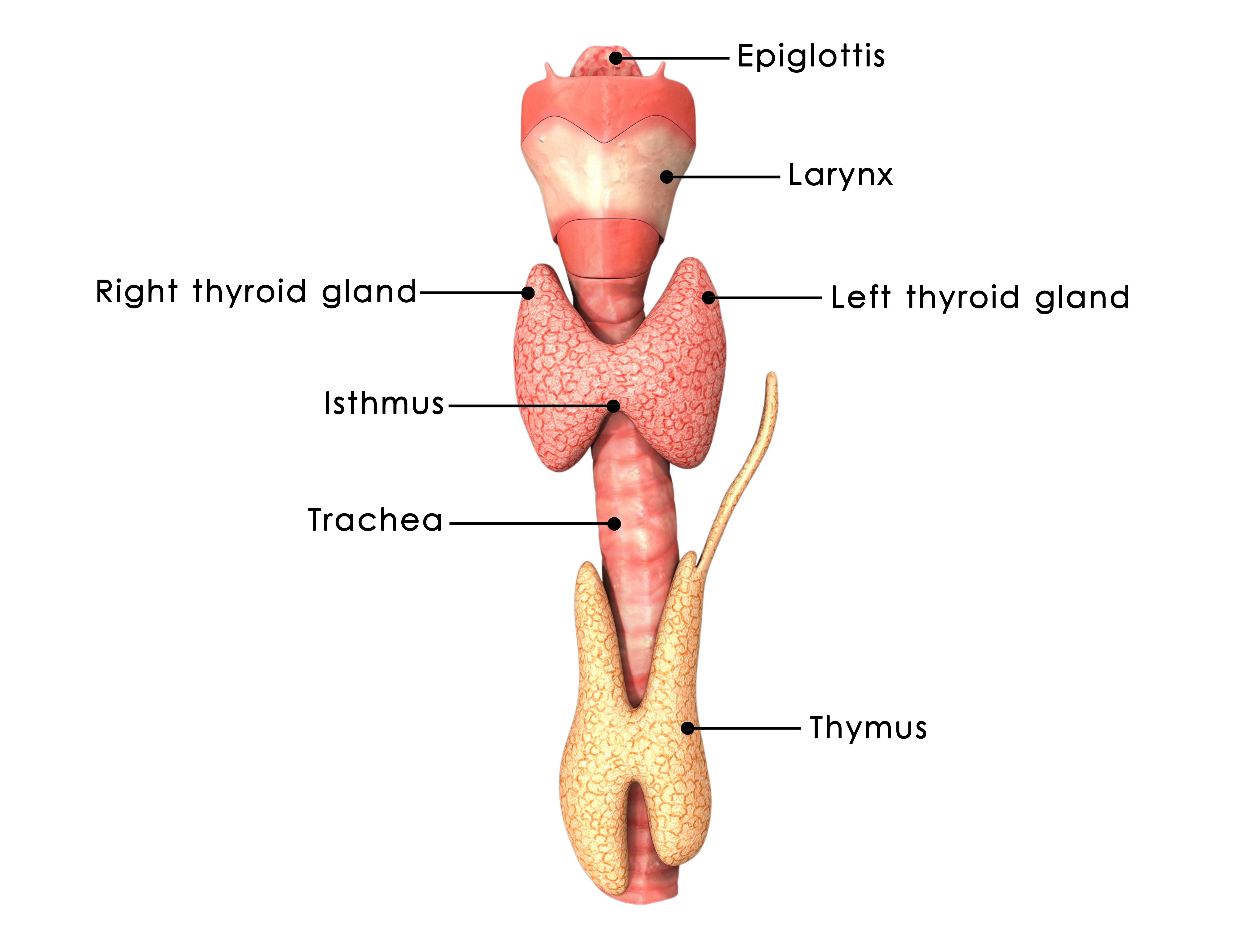 Thyroid Gland anatomy diagram