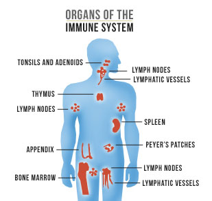 Immune System Organs