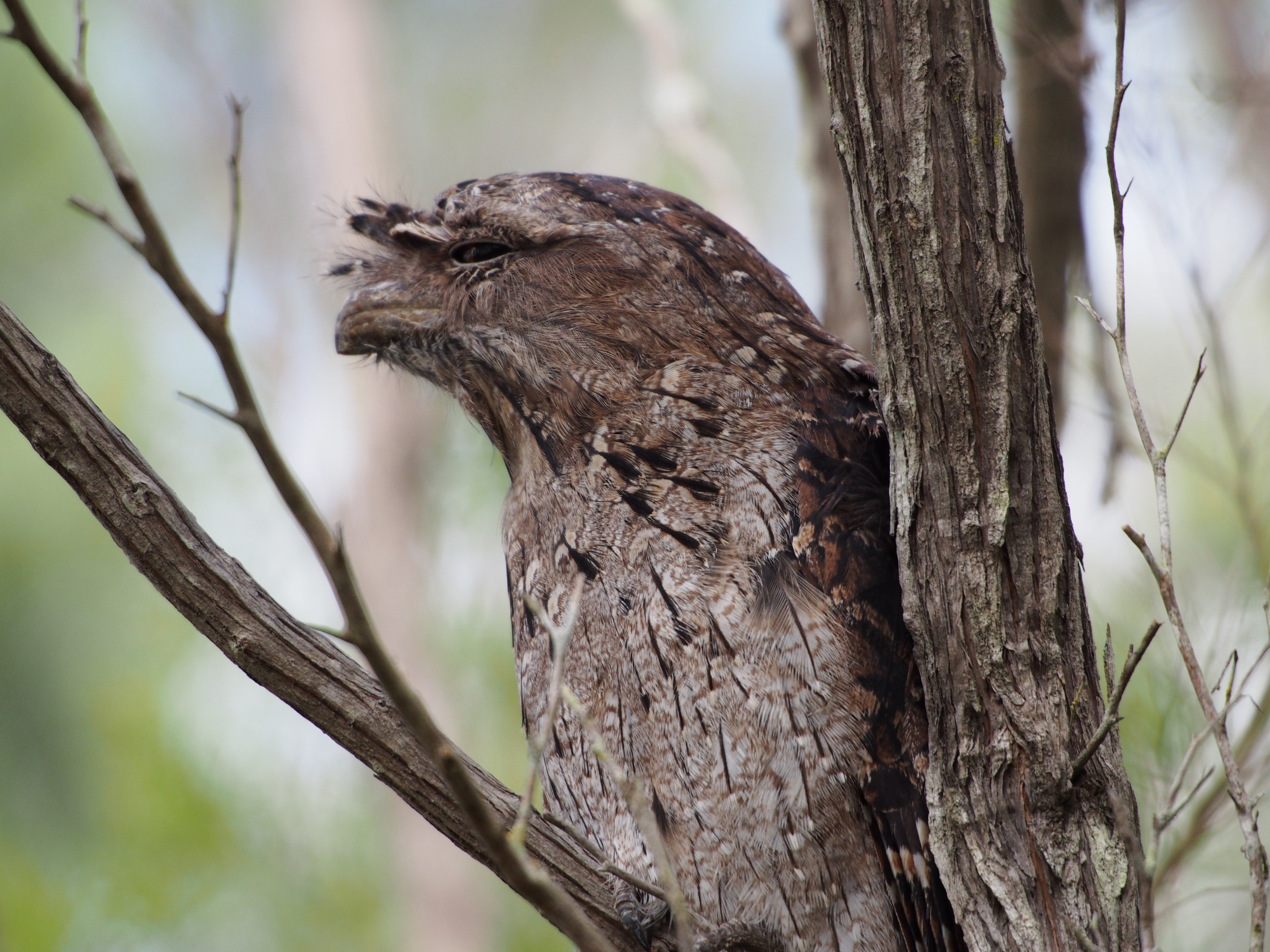 frog mouth owl