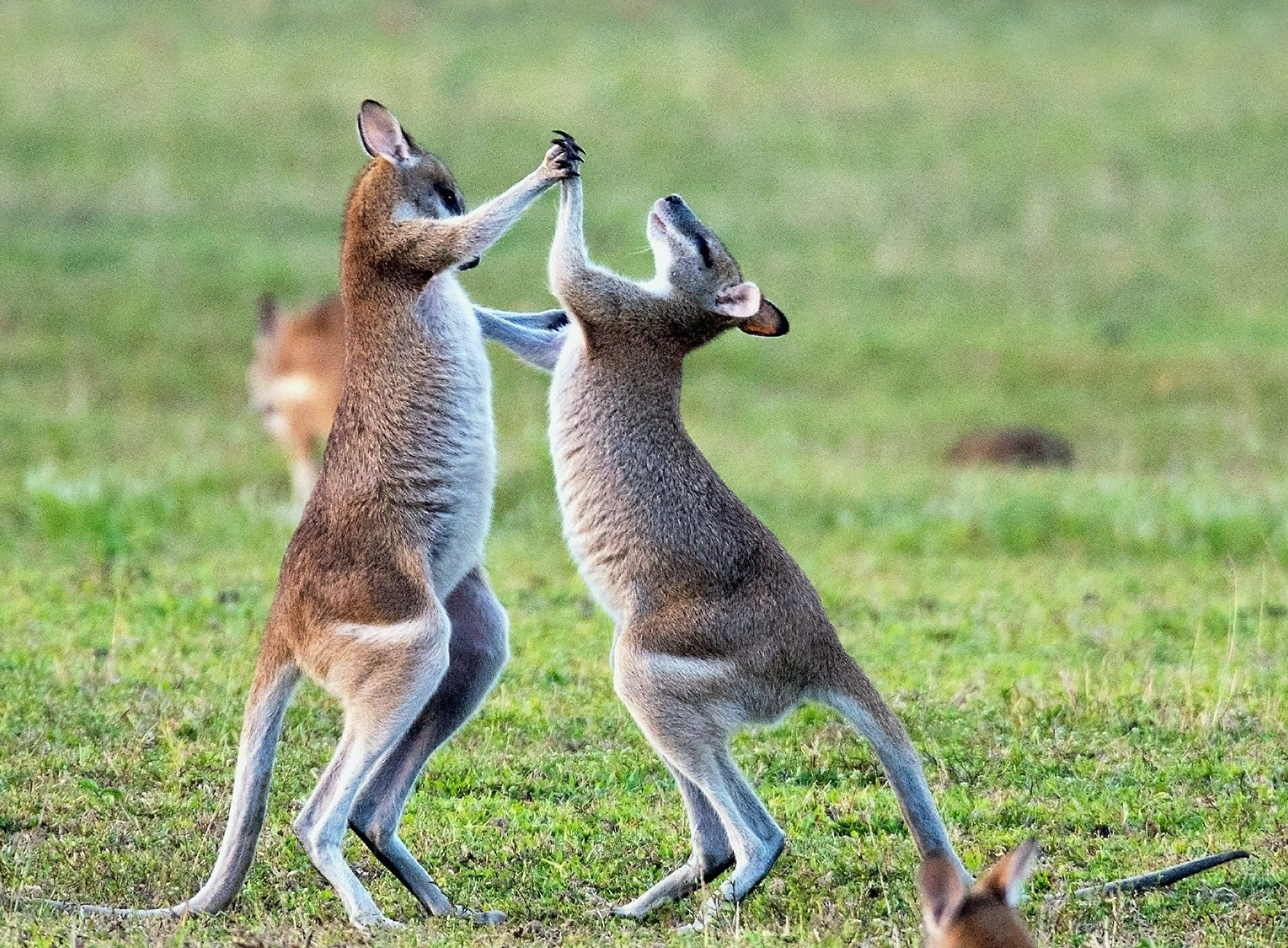 Kangaroo hi five