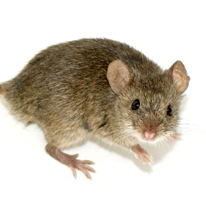 mice