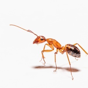 ants