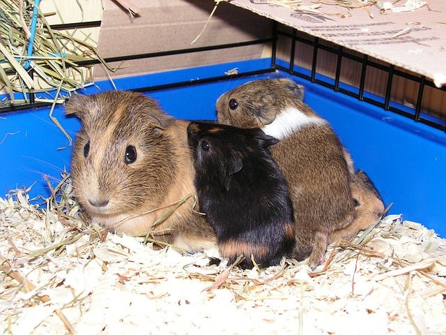 guinea pig cage for breeding