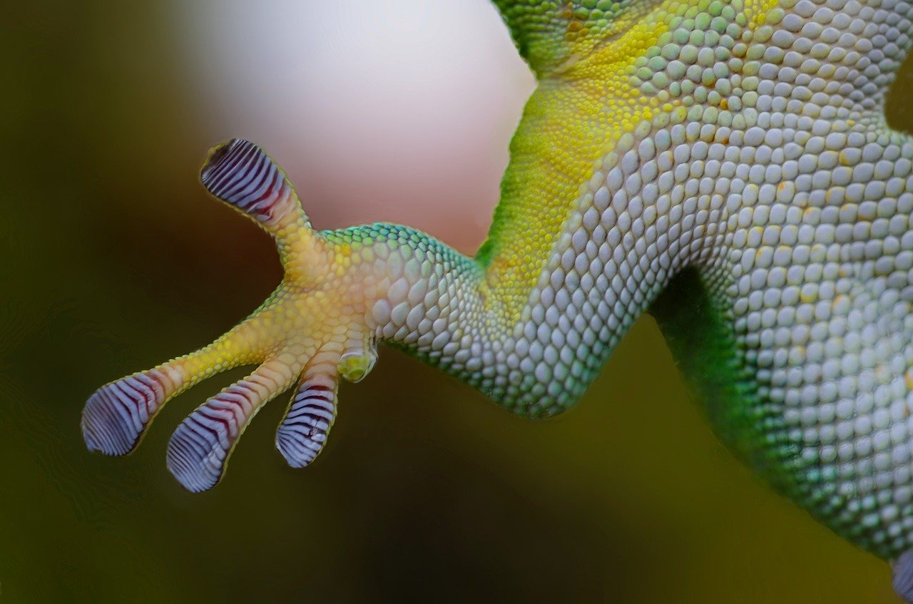 gecko reptile expo welcome