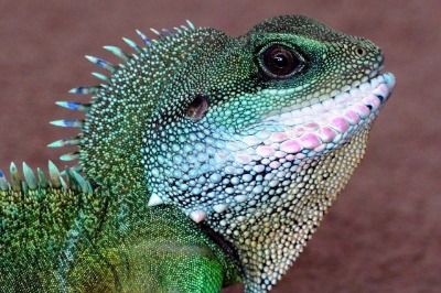 how to take care of chinese water dragon