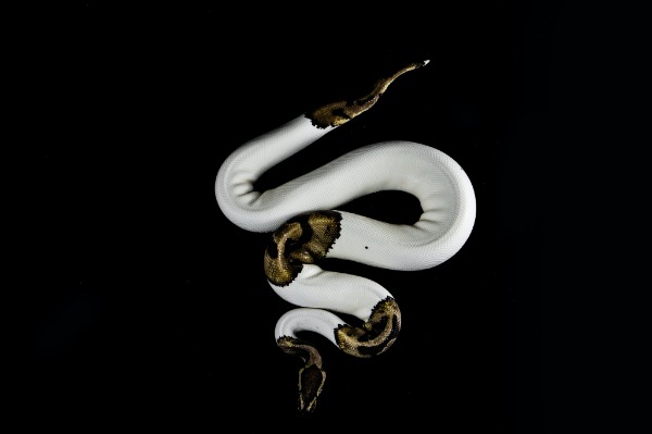 how often do pythons shed their skin