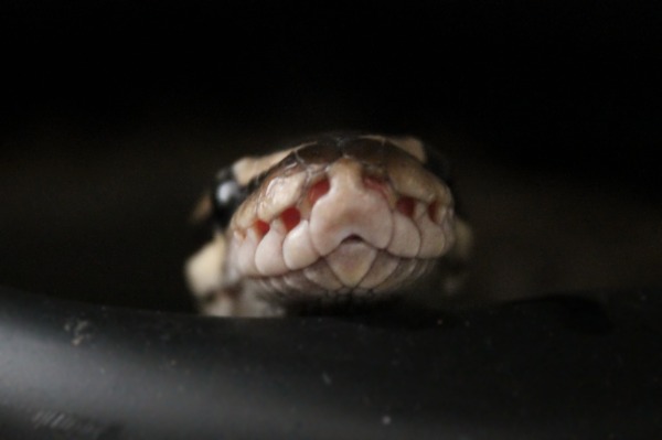 are ball pythons good pets? looking into a ball python face