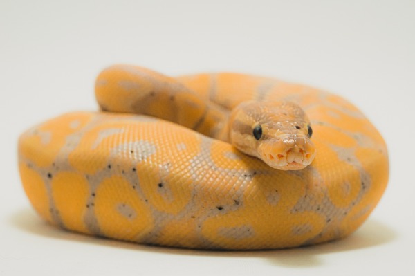 what is a ball python morph? yellow banana ball python pictured