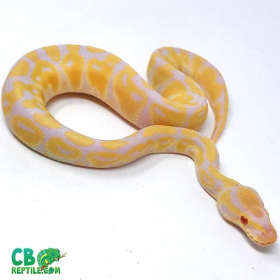 picture of yellow and white albino ball python for sale