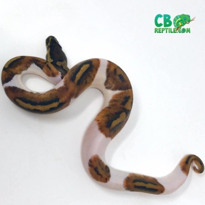 patterned and white pied ball python for sale