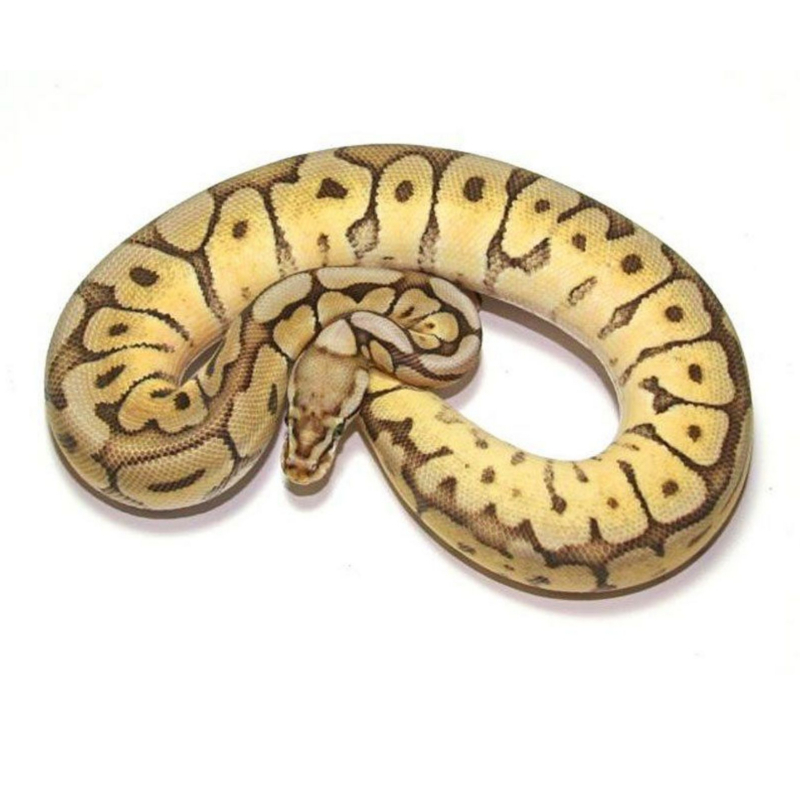 picture of yellow and black spider ball python