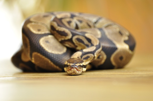 image of a captive bred ball python morph inside snake enclosure