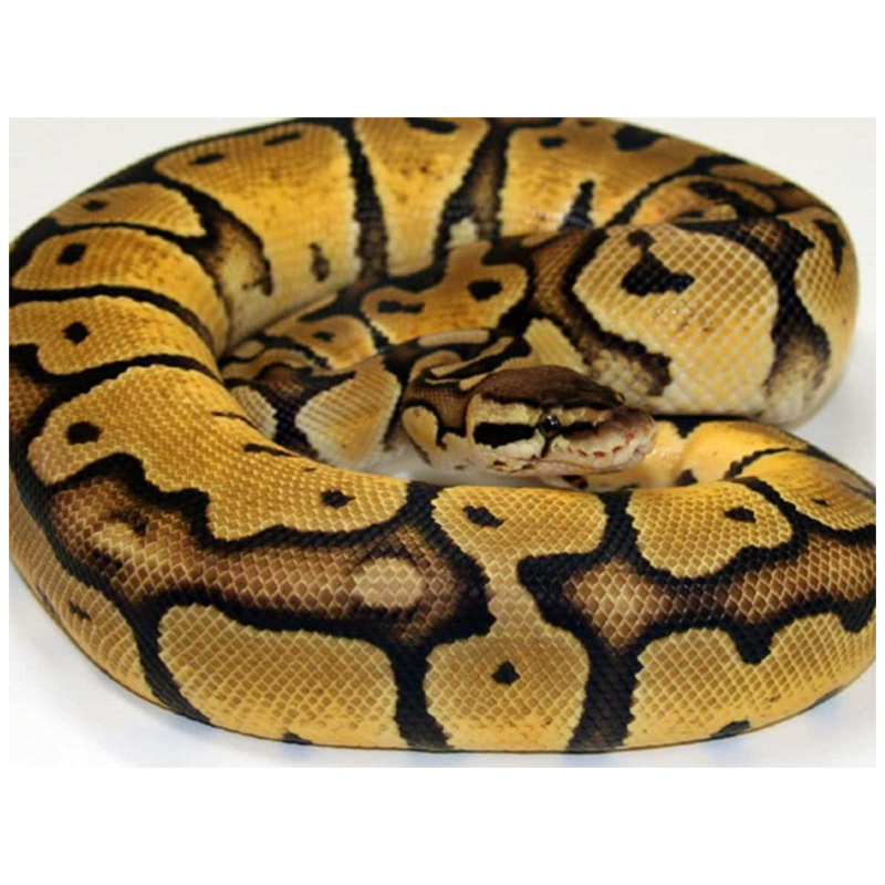 a pastel ball python snake is yellow and black with pattern