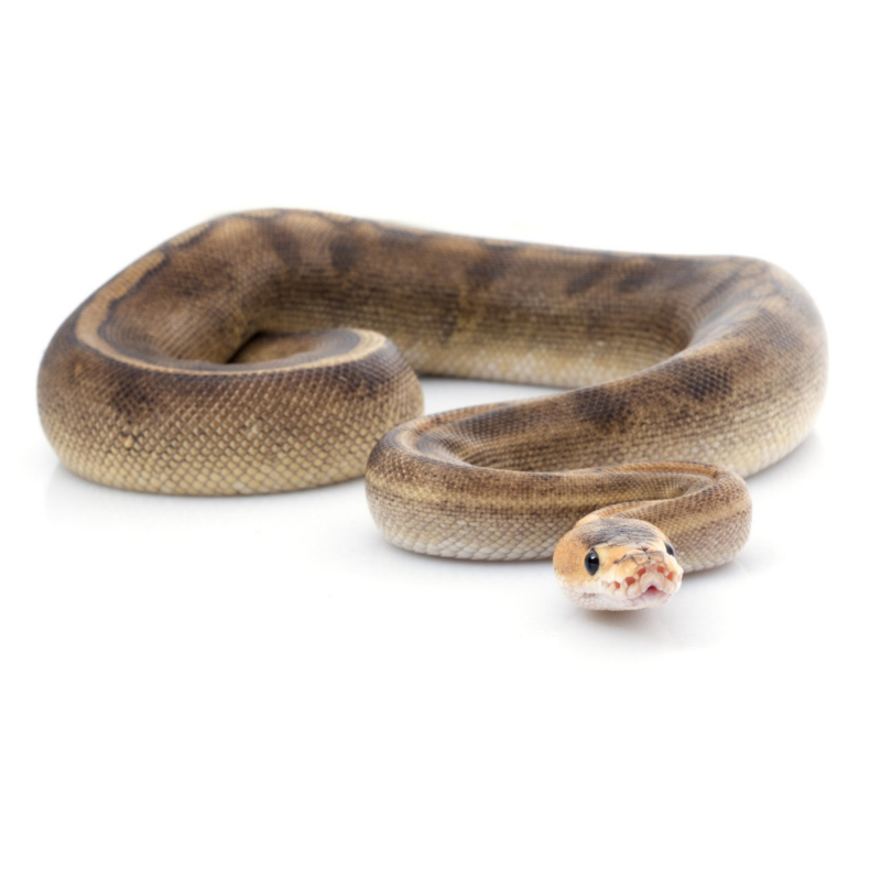 champagne ball python for sale is light brown with less distinct muted patterning