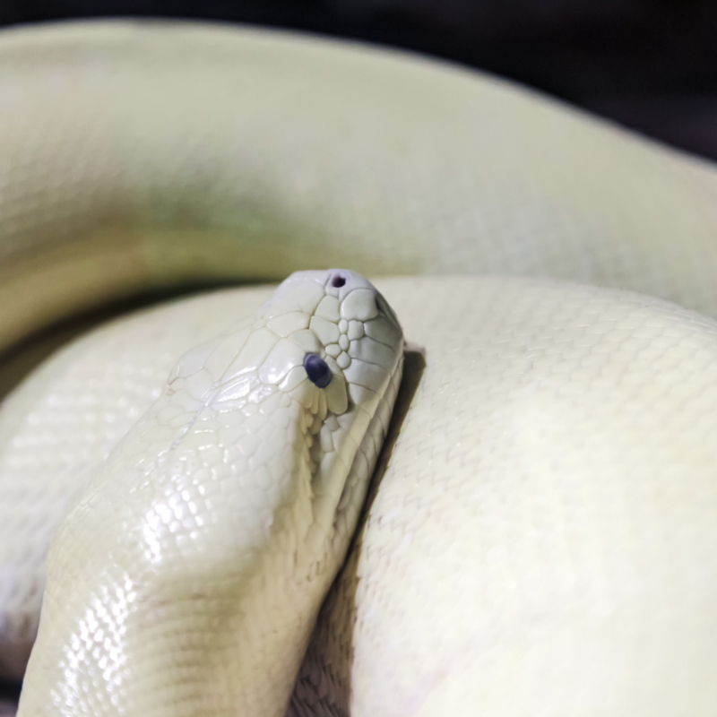 blue eyed white BEL leucisistic ball python for sale