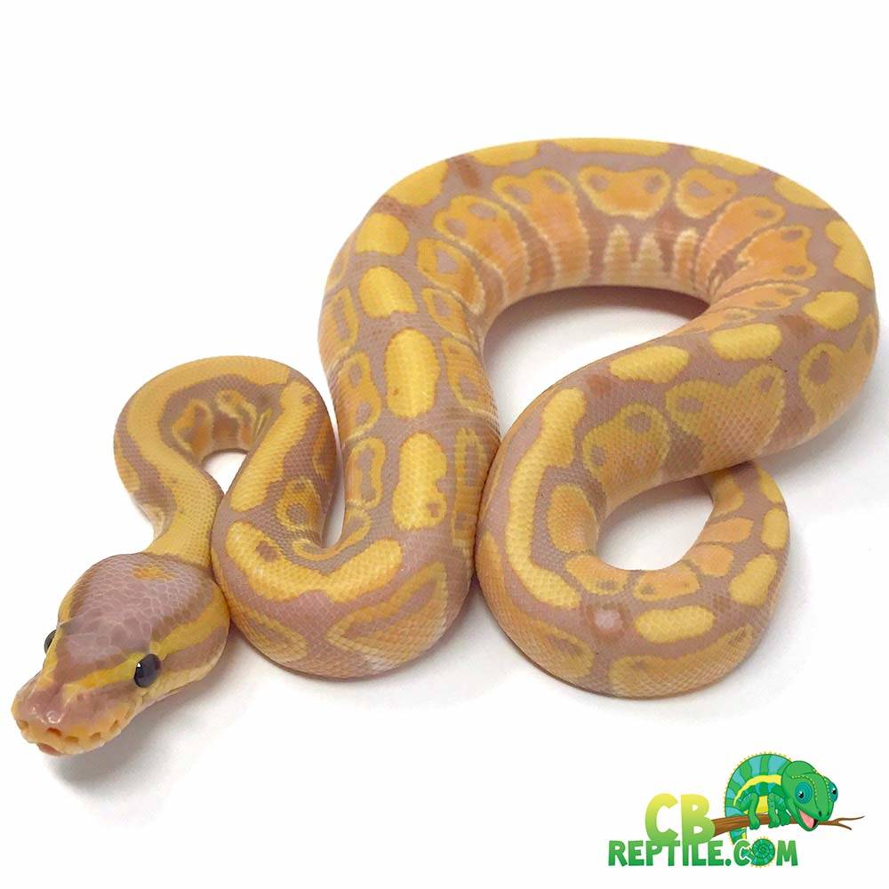 captive bred light yellow banana ball python for sale