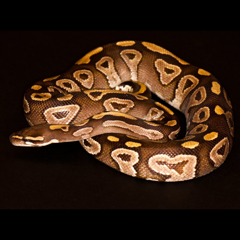 mojave ball python for sale at quality breeder