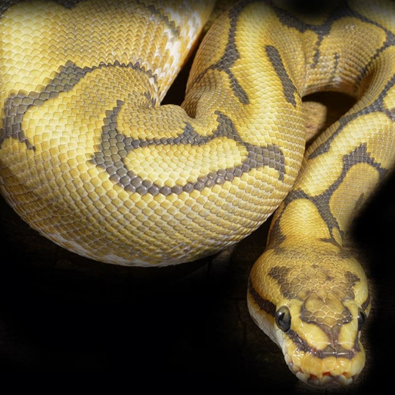 yellow and black honeybee ball python for sale bred in captivity