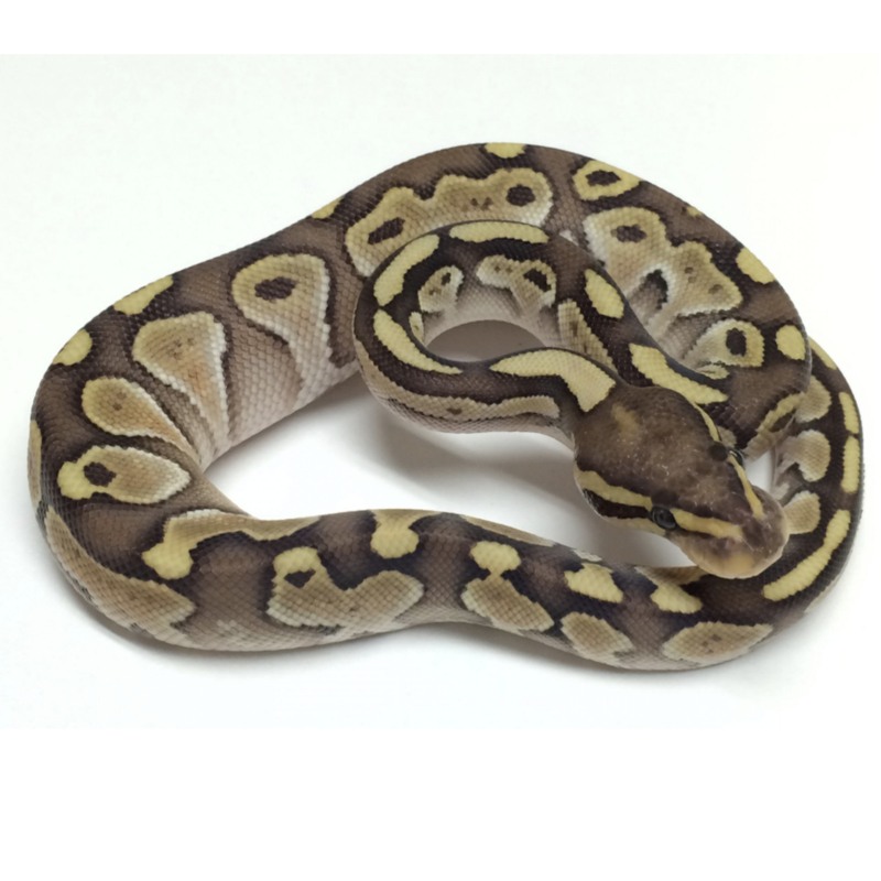 light colored ball python morph for sale online