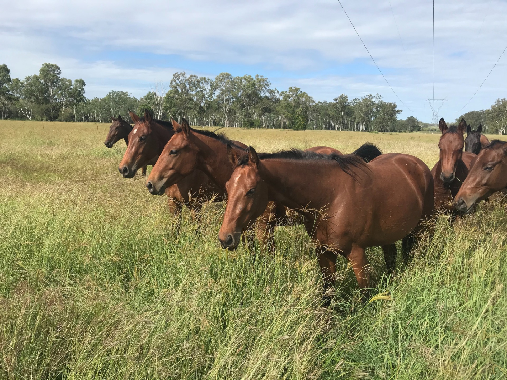 Stock Horses for Sale