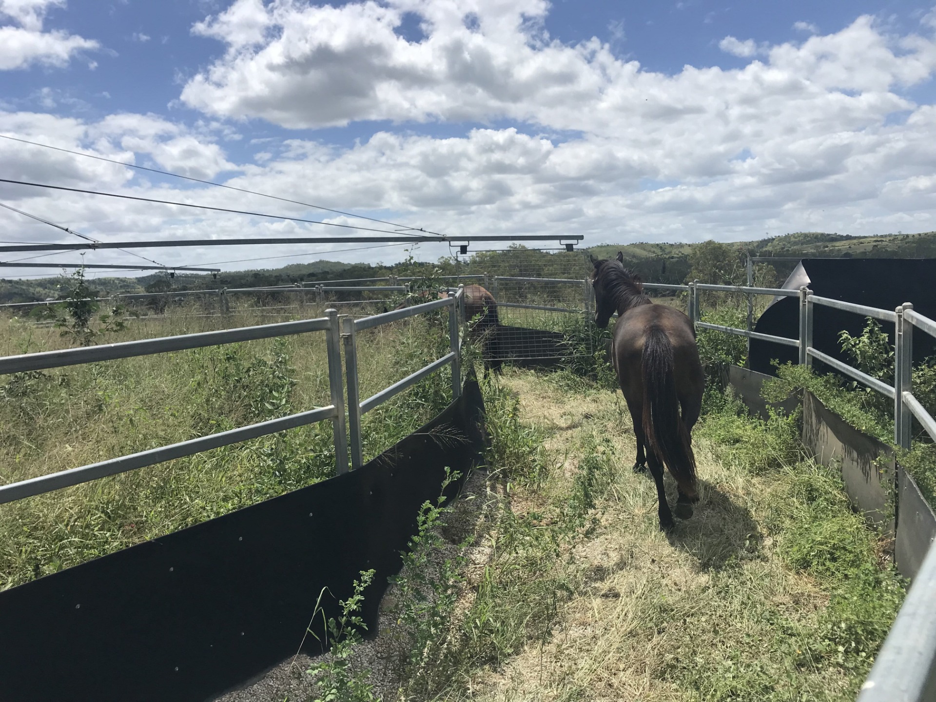 Horse Breaking and Training Service