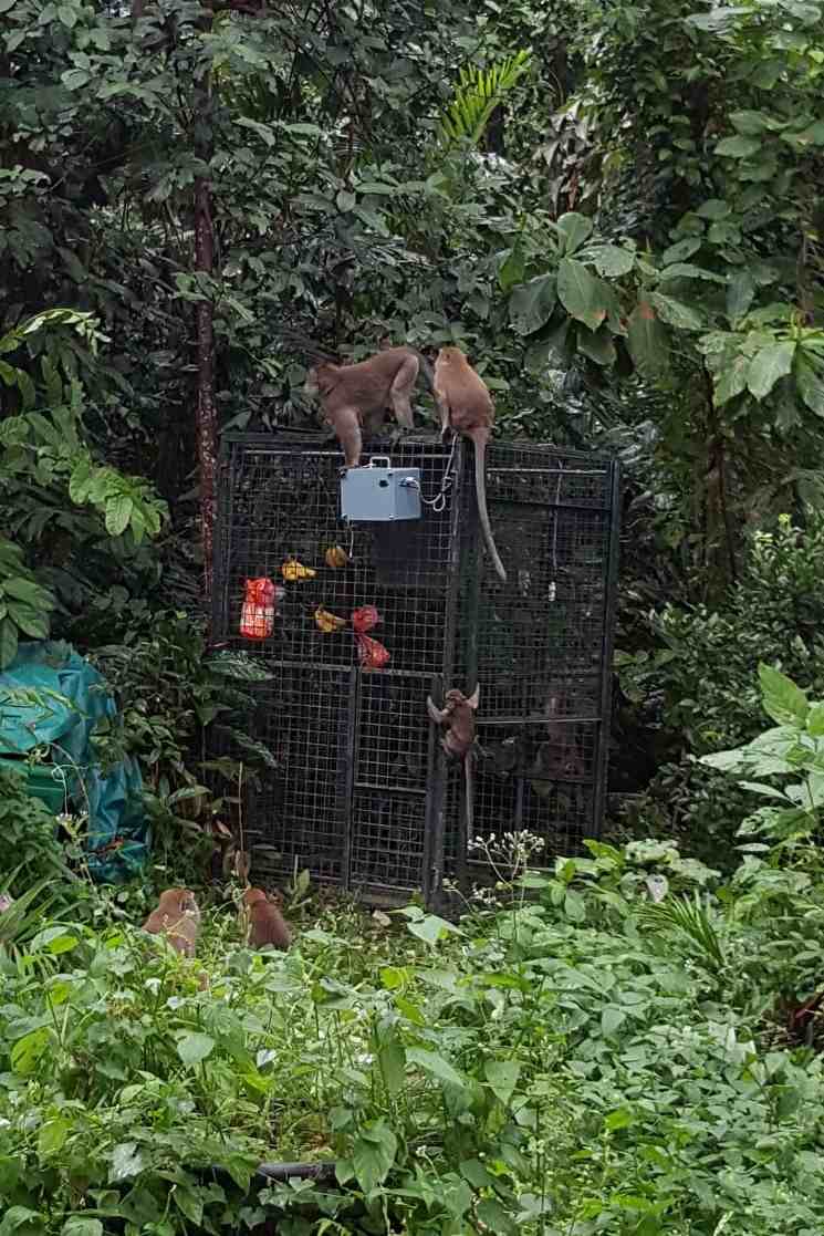 Monkey-Removal-Trapping-Cages-Singapore