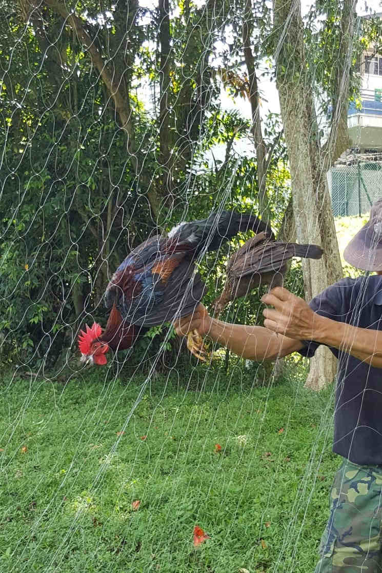 Wild-Chicken-Removal-Trapping-Singaporeg-Singapore