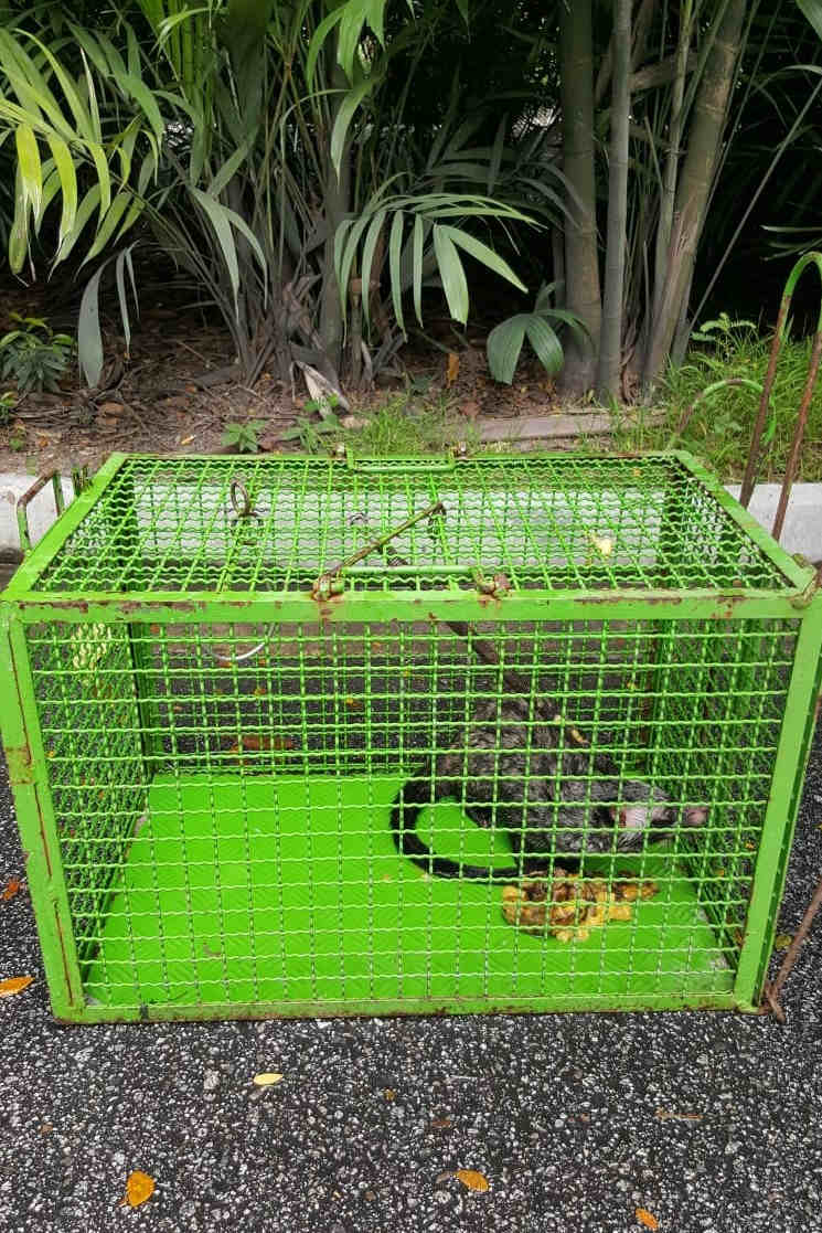 Civet-Cat-Removal-Trapping-Singapore