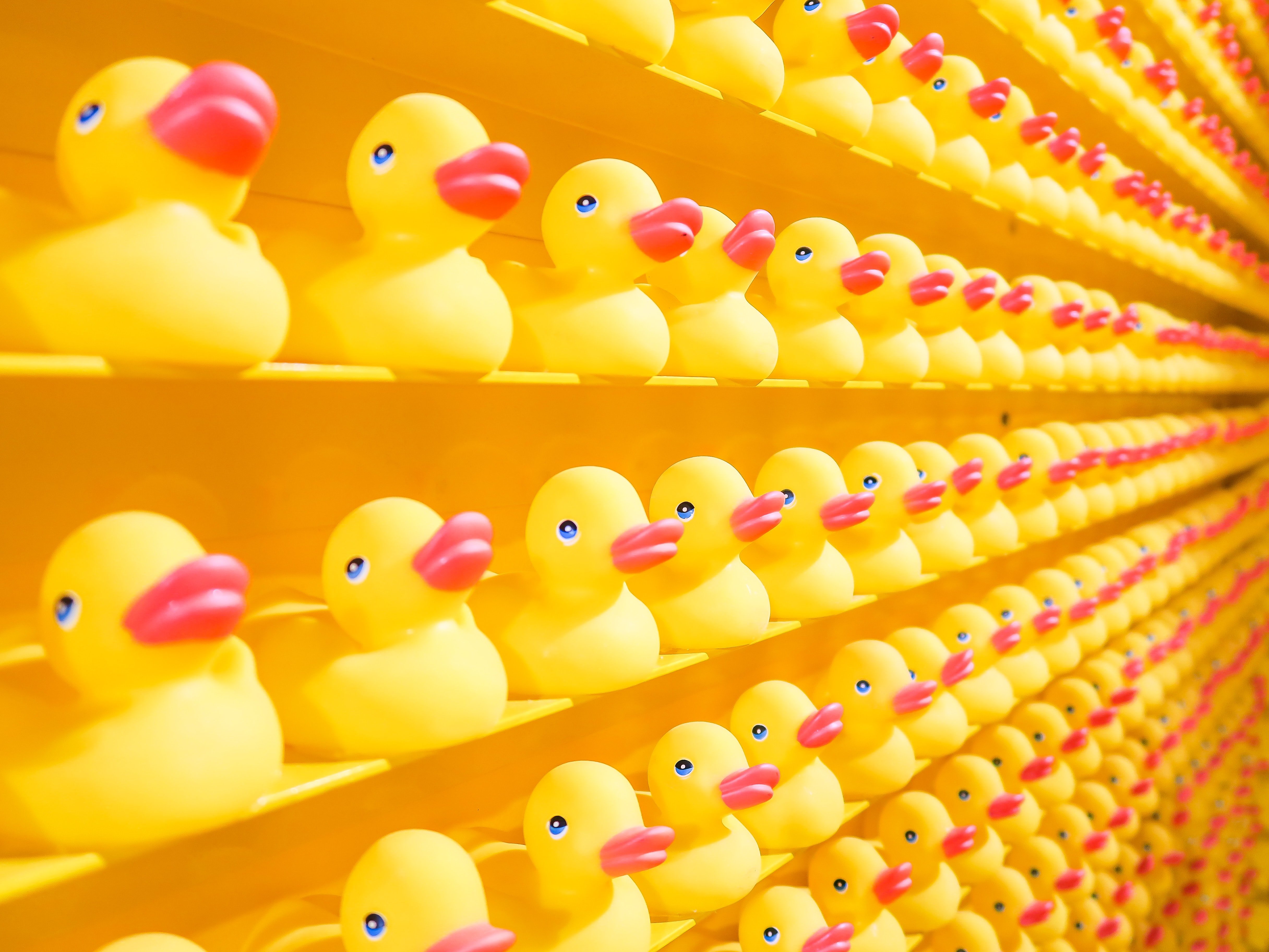 Photo of Yellow plastic ducks in rows 