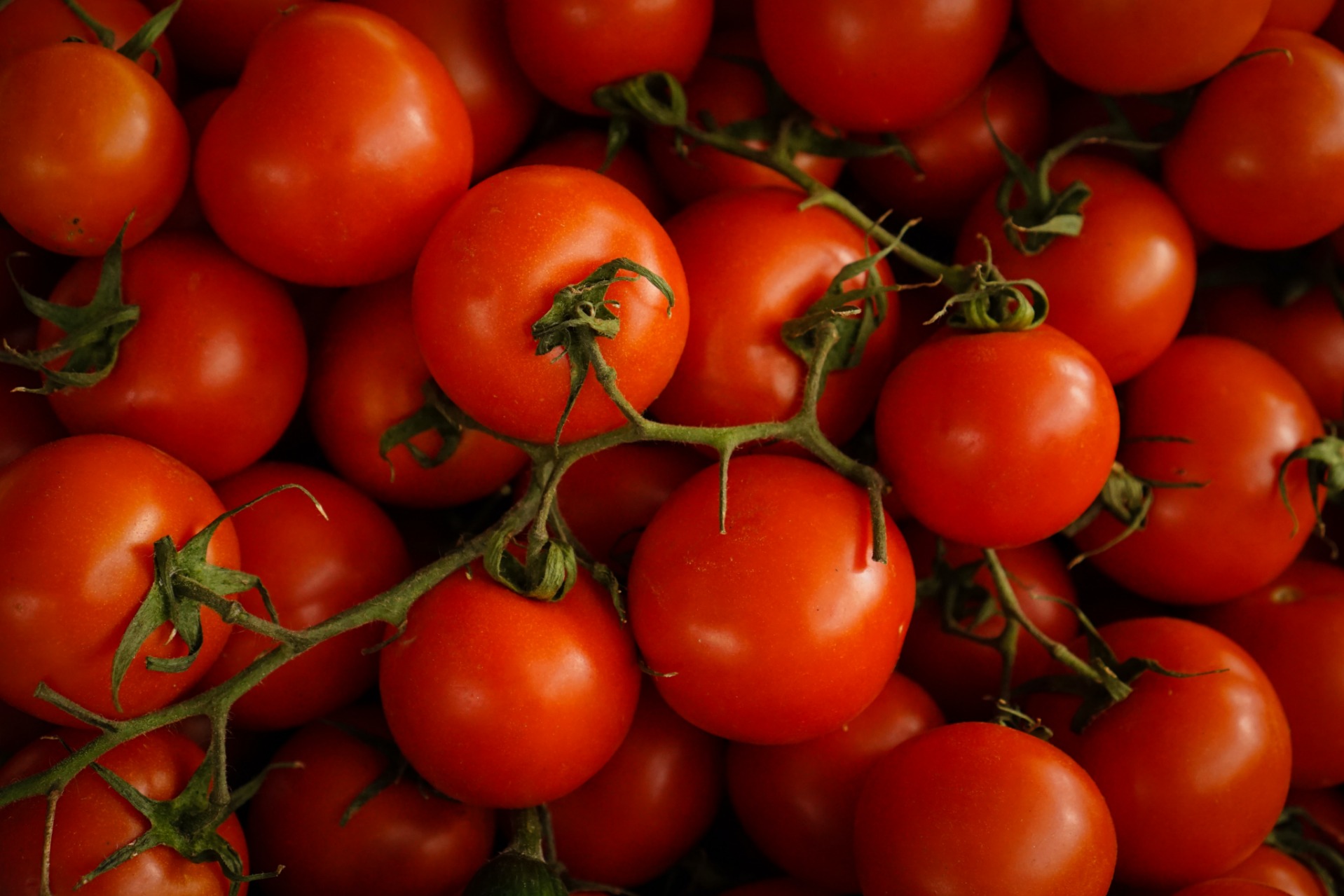 A bunch of tomatoes which contain lectins that can be removed by removing the skin and seeds