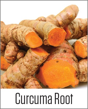 MOA Curcuma Root