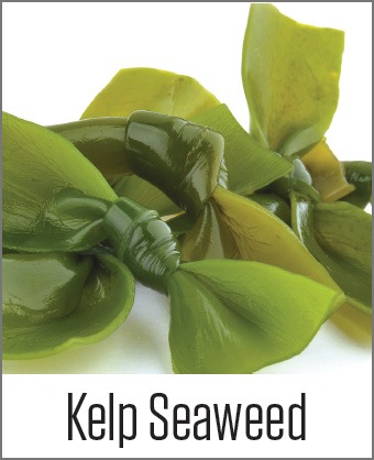 MOA Kelp Seaweed