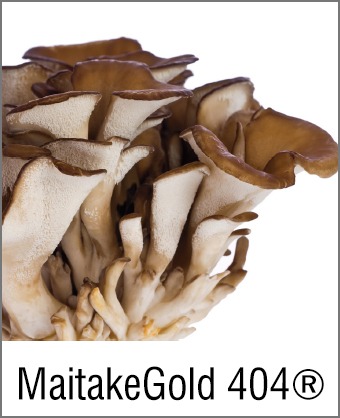 MOA Maitake Gold 400