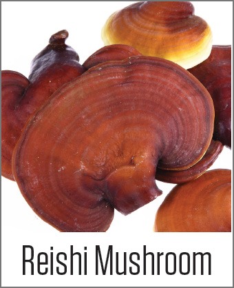 MOA Reishi Mushroom