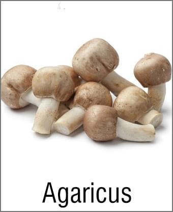 MOA Agaricus