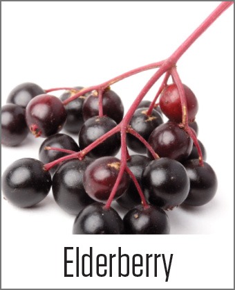 MOA Elderberry