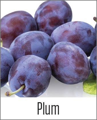 MOA Plum