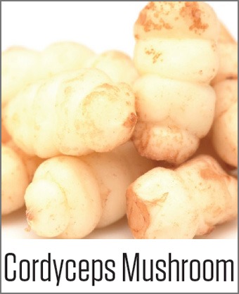MOA Cordyceps Mushroom