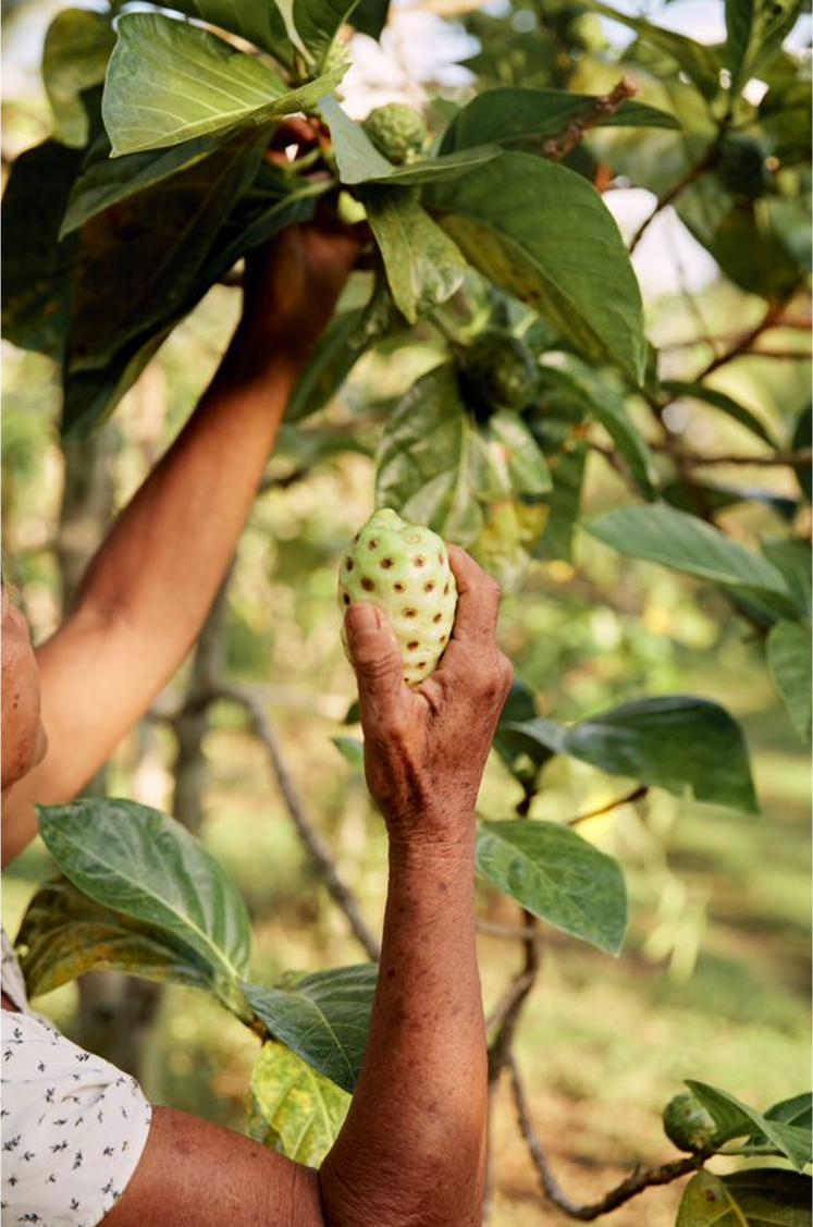 Tahitian Noni ORIGINAL, Migliora la tua salute generale