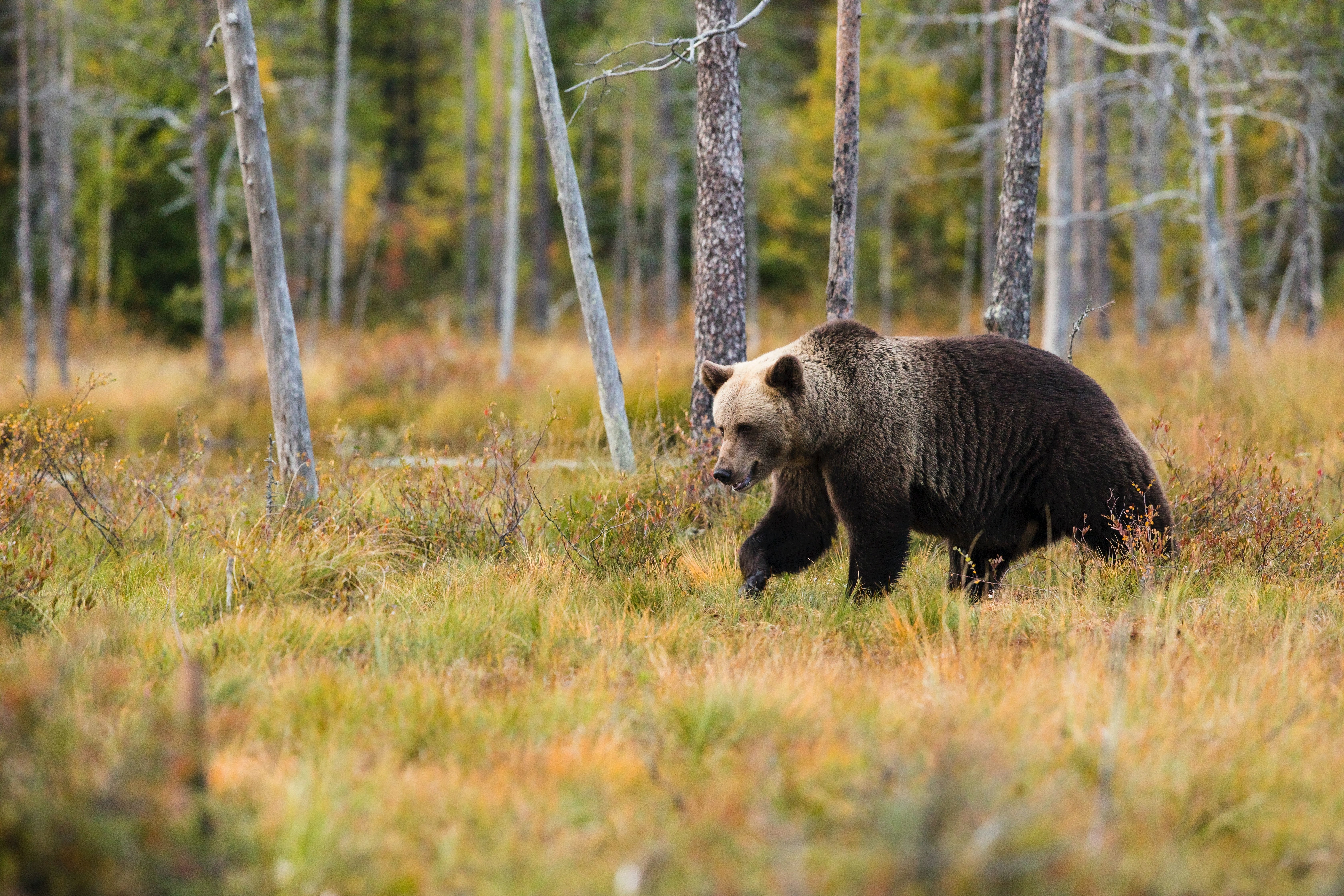 Northern Forests