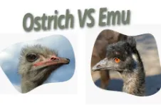 Ostrich VS Emu