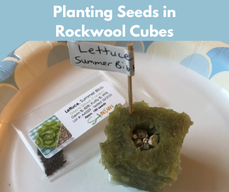 Planting Seeds in Rockwool Cubes