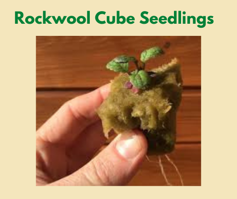 Rockwool Cubes Seedlings